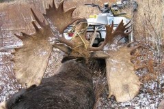 moose# 2